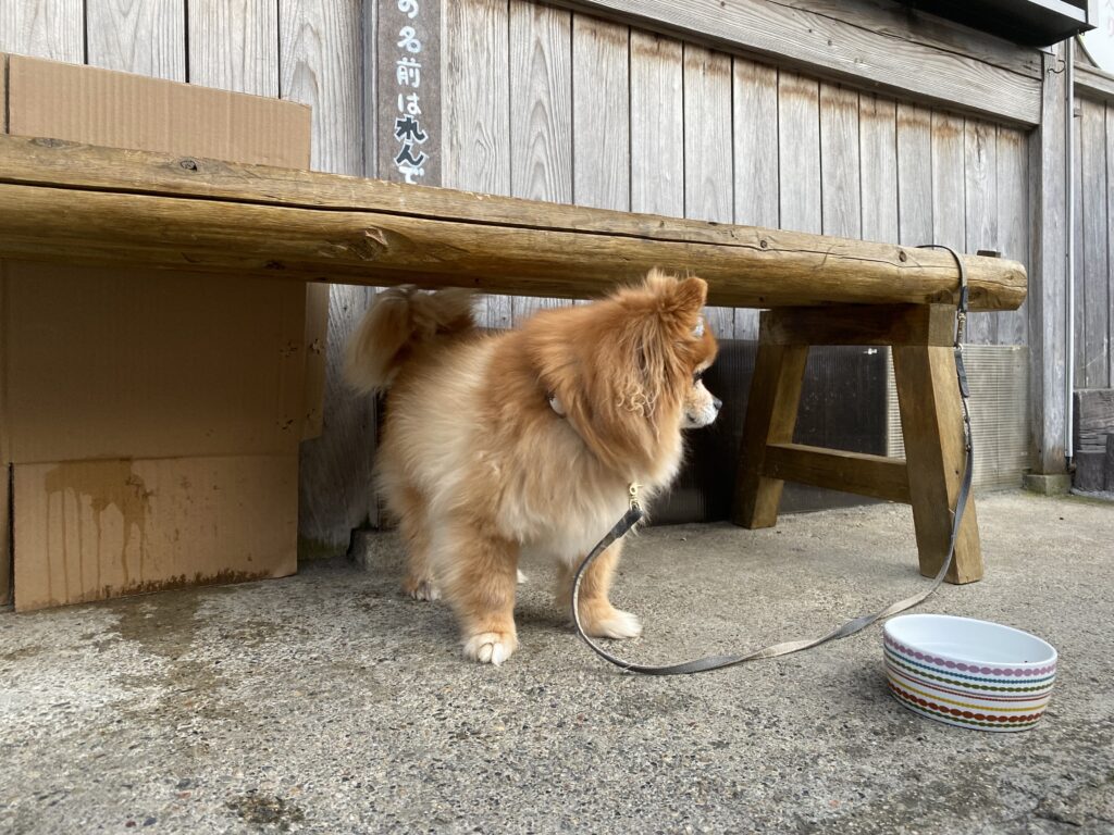 洞川温泉にいたポメラニアン